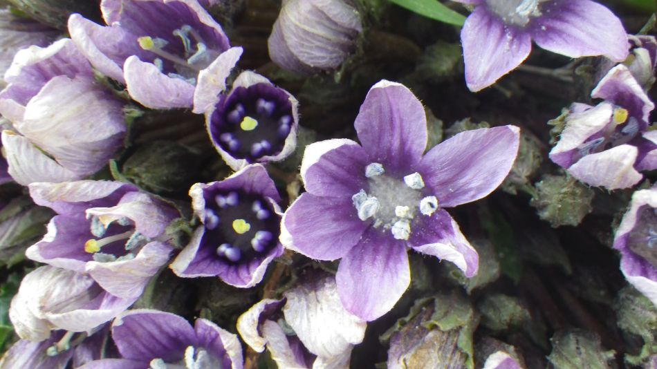 2019-01-19 17 Photos from 2019 Mandragora.JPG