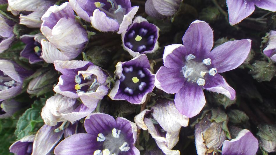 2019-01-19 18 Mandragora.JPG