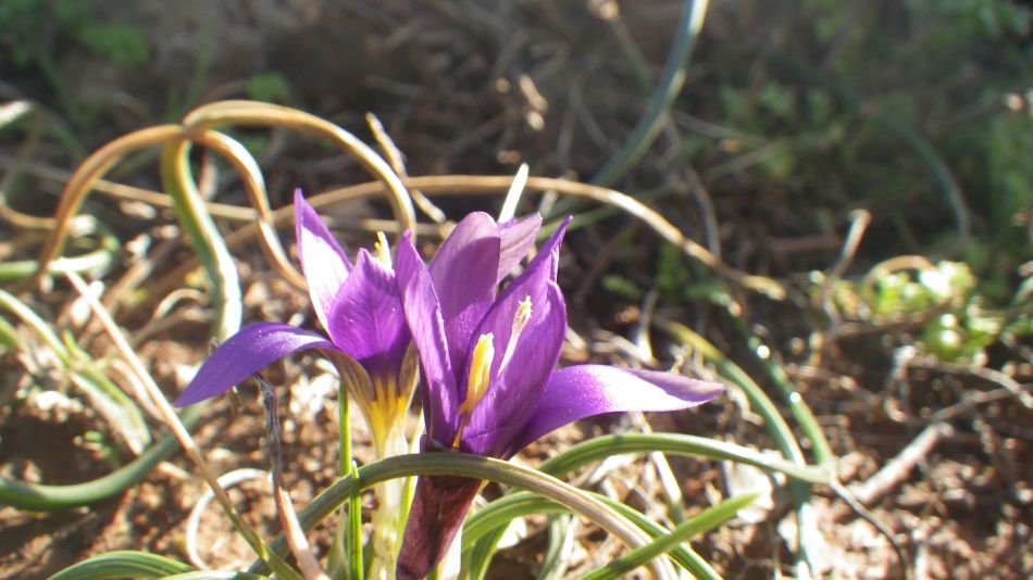 2019-01-23 06 Wild Crocus.JPG