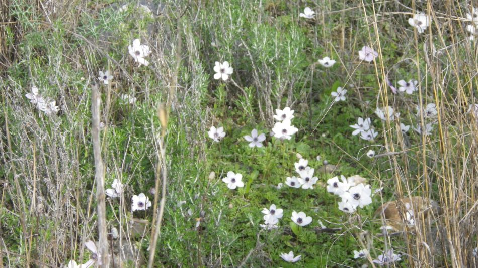 2019-01-24 01 Anemone Garden.JPG