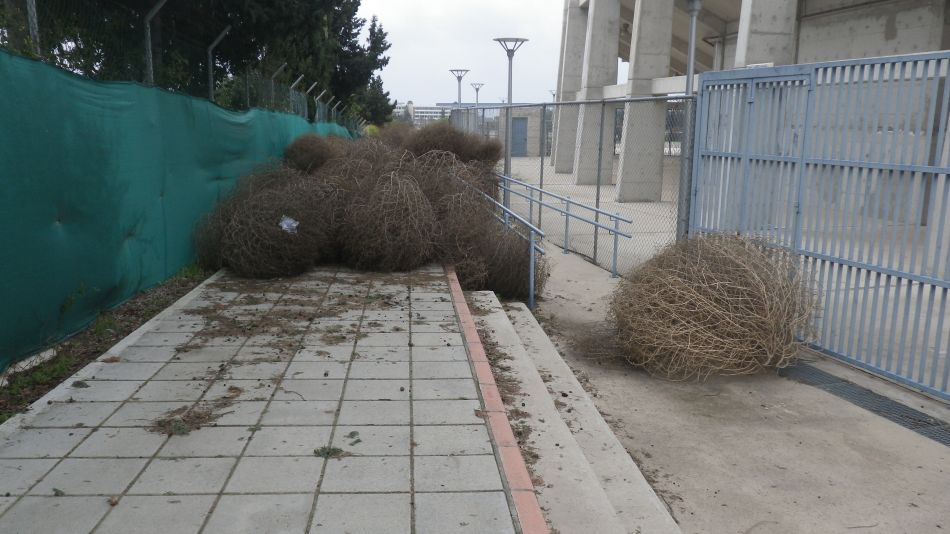 2019-01-24 03 Path Blocked by Tumble Weed.JPG
