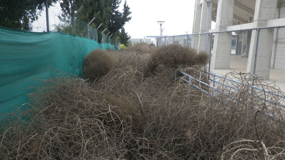 2019-01-24 04 Photos from 2019 Path Blocked by Tumble Weed.JPG