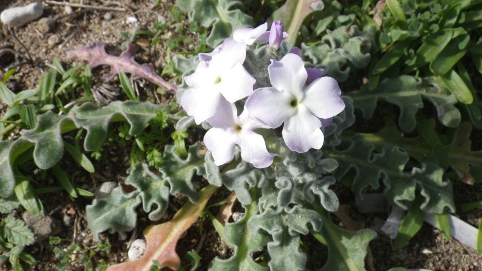 2019-01-25 14 Beach Flower.JPG