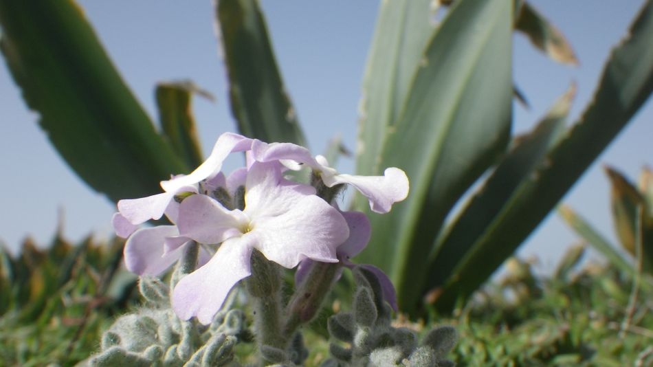 2019-01-25 15 Beach Flower.JPG