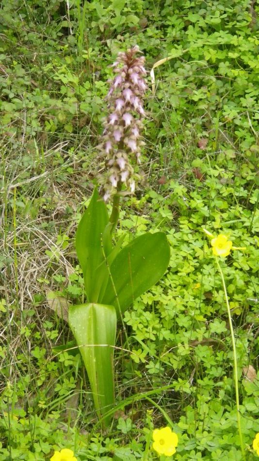 2019-01-26 05 Orchid.JPG