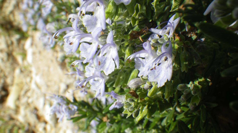 2019-01-27 13 Photos from 2019 Rosemary in Flower.JPG