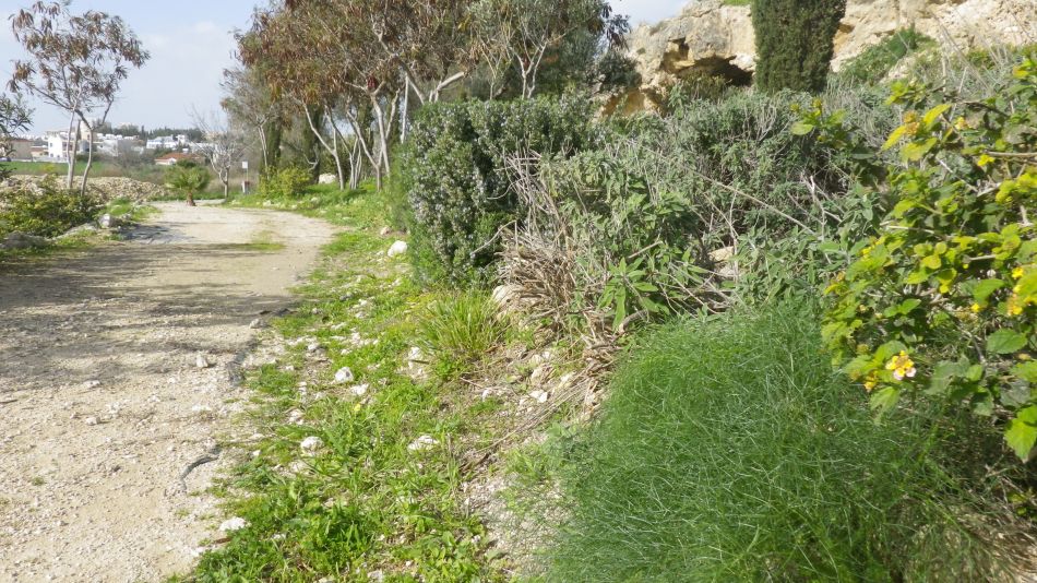 2019-01-27 14 Photos from 2019 Fennel Sage Rosemary.JPG