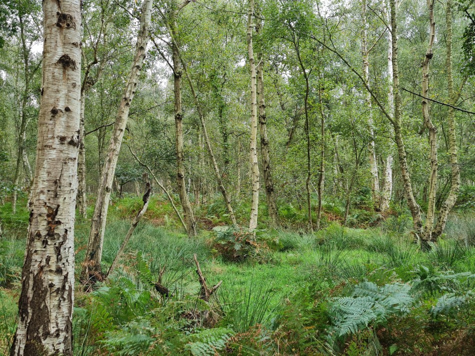 2023-09-20 16 Castle Rising .jpg