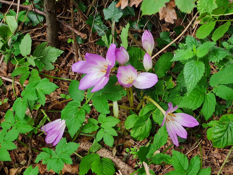 2023-09-20 17 Castle Rising .jpg