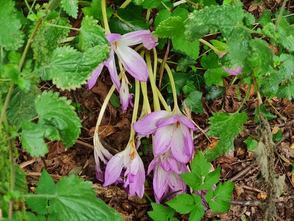 2023-09-20 18 Castle Rising .jpg