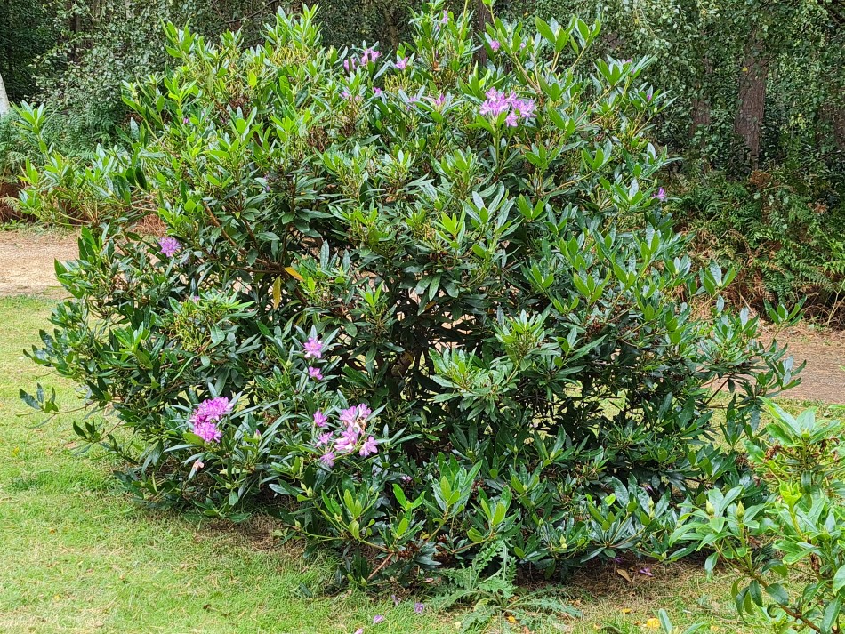 2023-09-20 19 Castle Rising .jpg