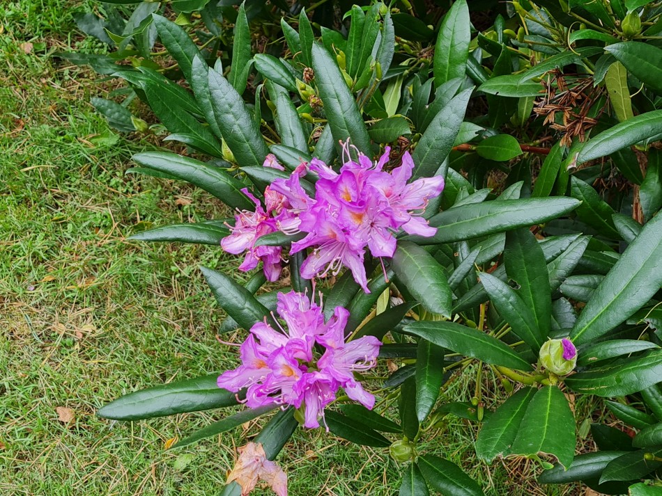 2023-09-20 20 Castle Rising .jpg