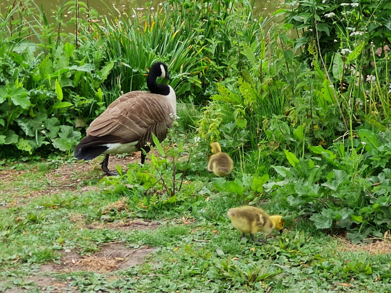 2025-05-12 02 Buriton and Chalton.jpg