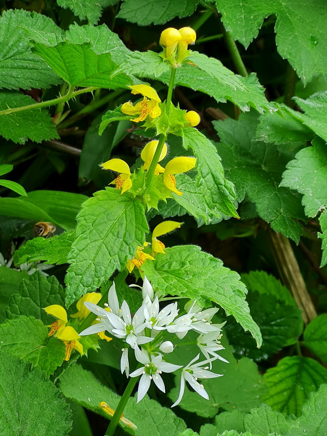 2025-05-12 15 Buriton and Chalton.jpg