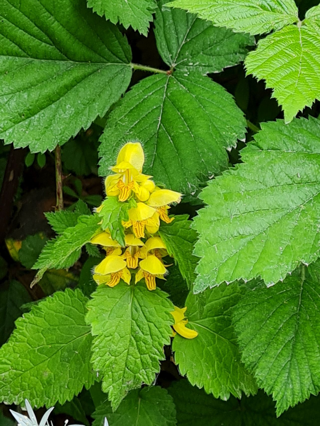 2025-05-12 16 Buriton and Chalton.jpg