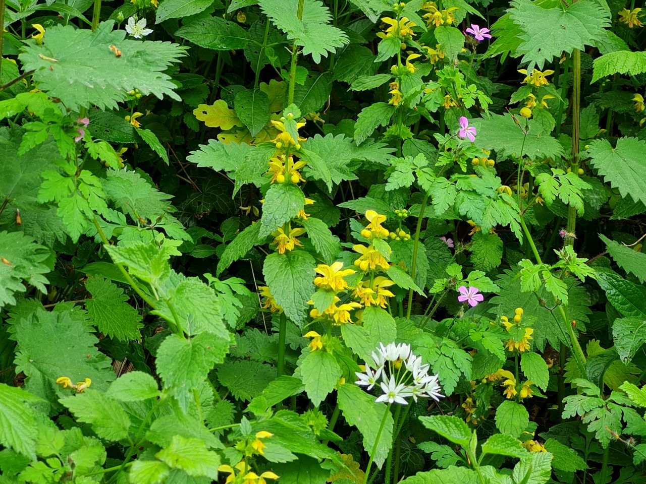 2025-05-12 17 Buriton and Chalton.jpg