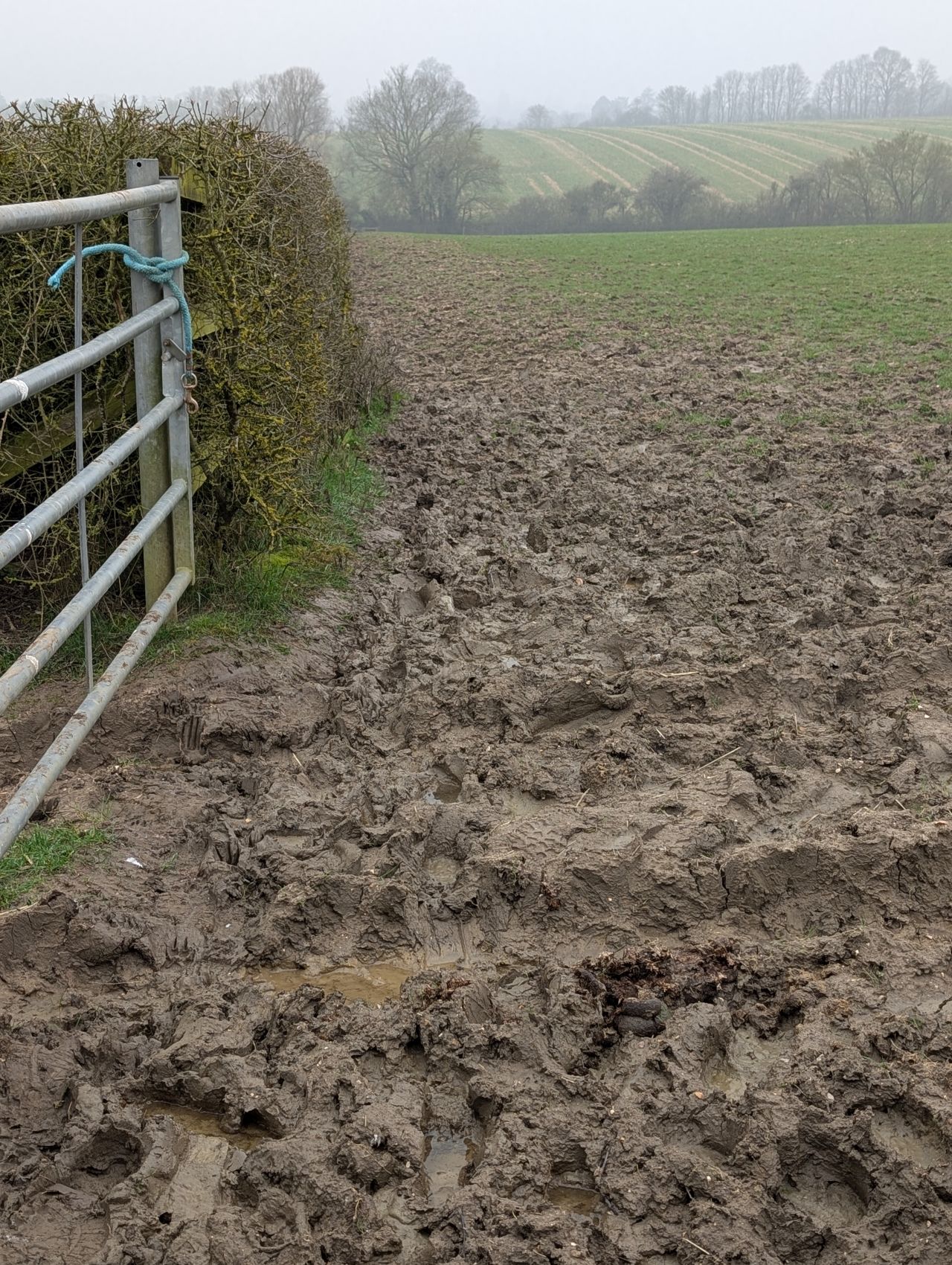 2026-03-06 04 Cavendish.jpg