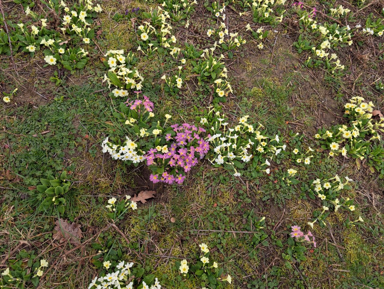 2026-03-06 41 Cavendish.jpg