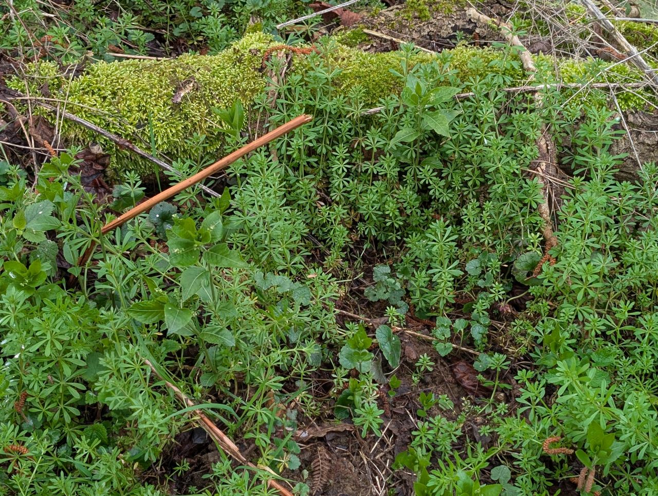 2026-03-07 24 Clare.jpg