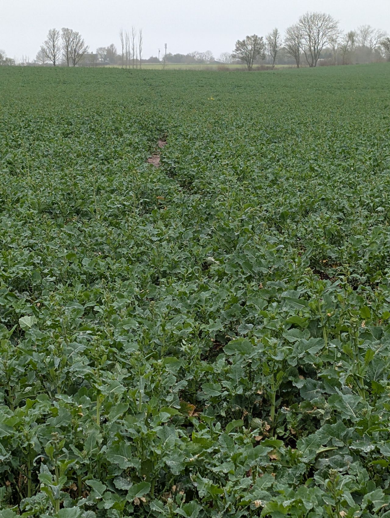 2026-03-07 28 Clare.jpg