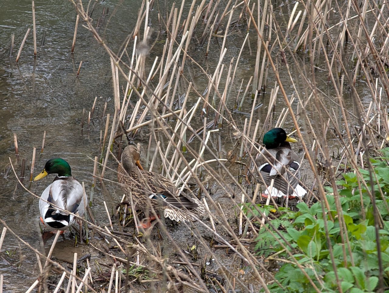 2026-03-08 21 Clare to Sudbury.jpg
