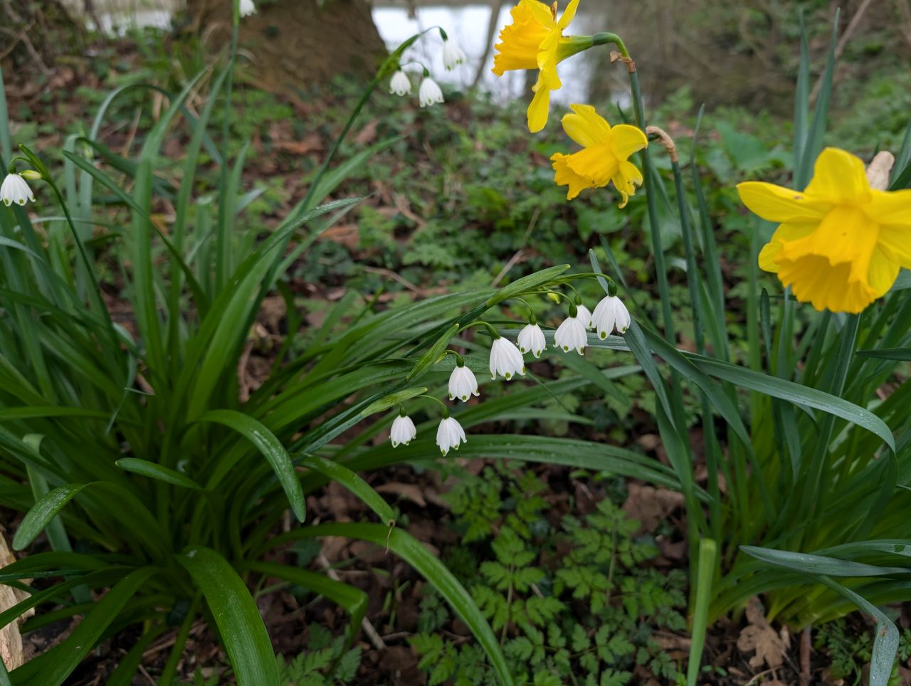 2026-03-09 39 Clare to Sudbury Belchamps.jpg