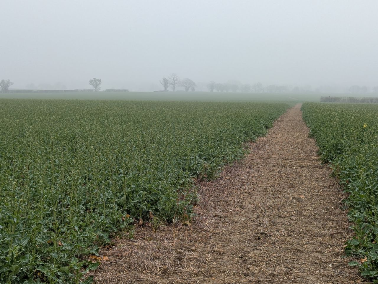 2026-03-09 45 Clare to Sudbury Belchamps.jpg