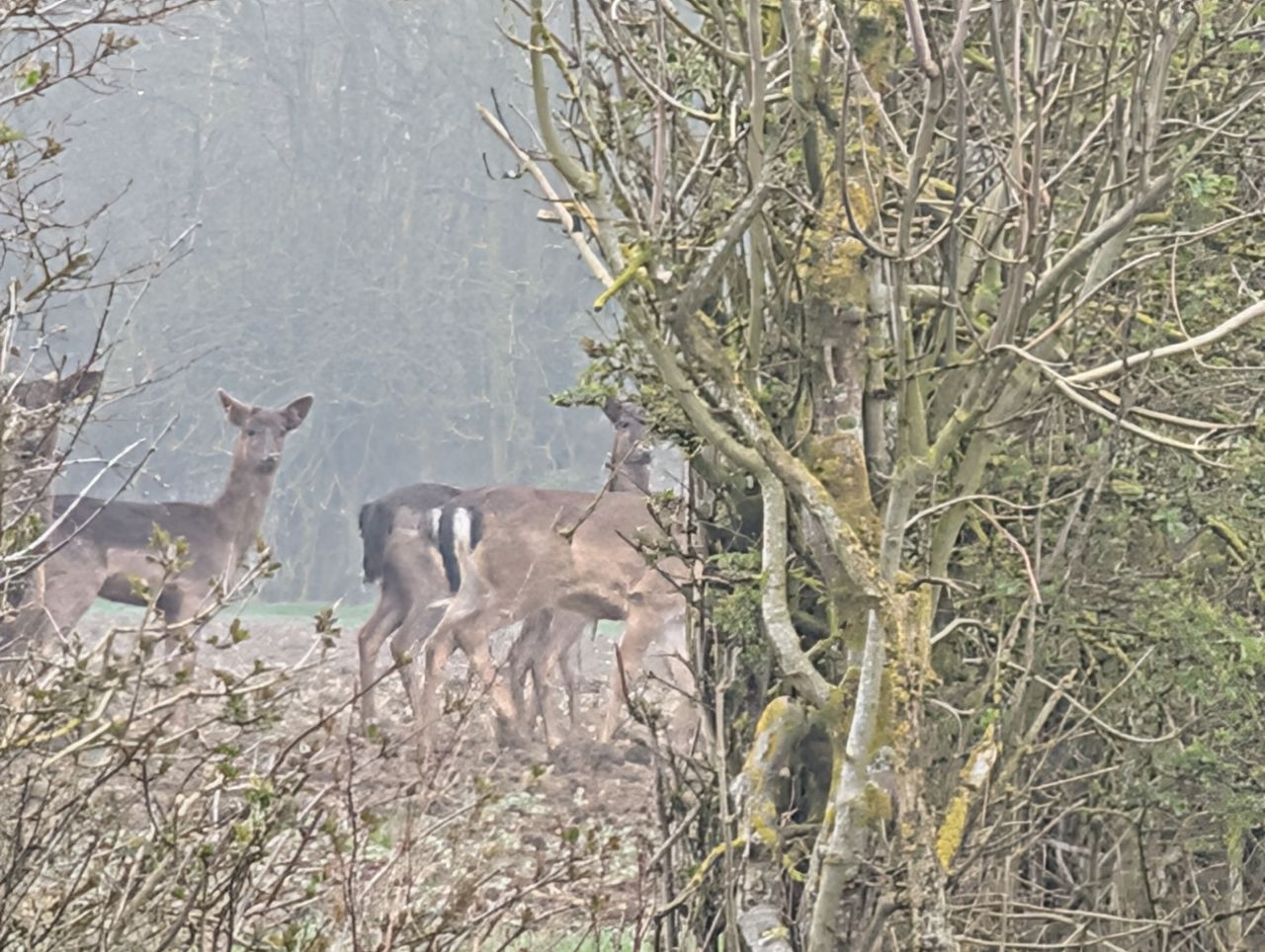 2026-03-09 49 Clare to Sudbury Belchamps.jpg