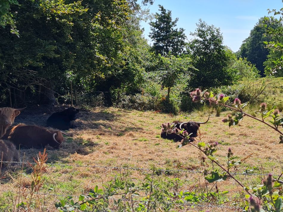 2022-07-24 07 Frostenden and Wangford.jpg