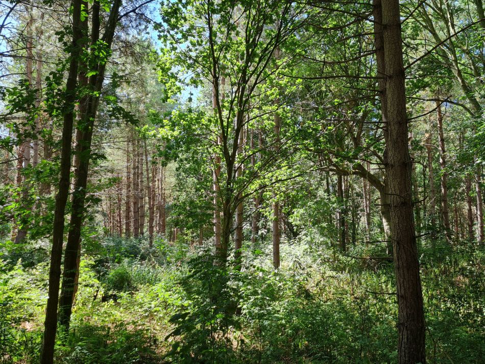 2022-07-24 14 Frostenden and Wangford.jpg