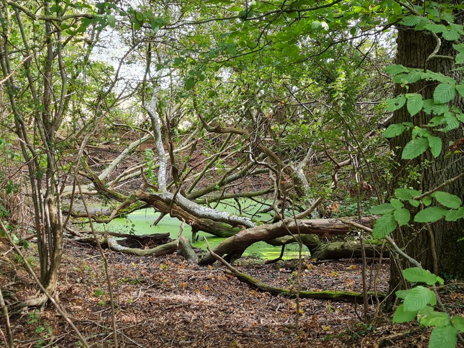 2023-10-15 16 Frostenden and Uggeshall.jpg