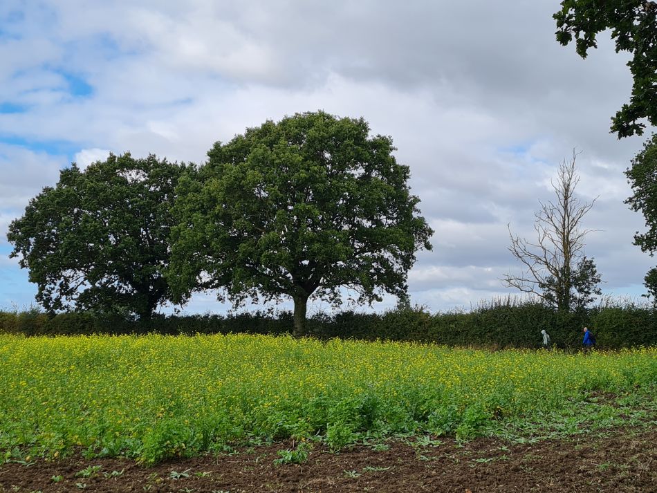 2023-10-15 17 Frostenden and Uggeshall.jpg