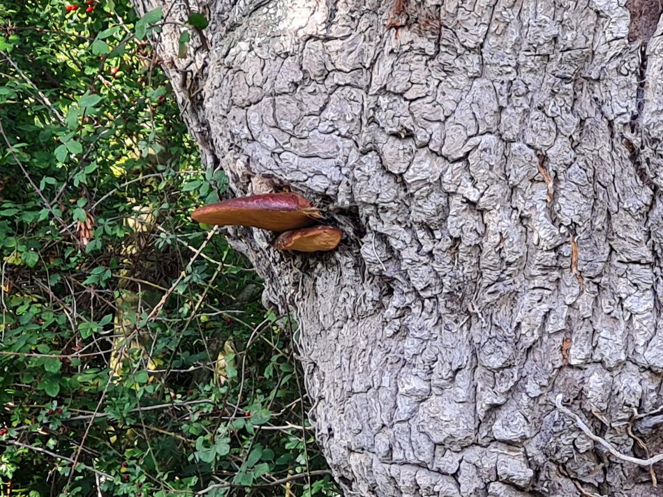 2023-10-15 26 Frostenden and Uggeshall.jpg