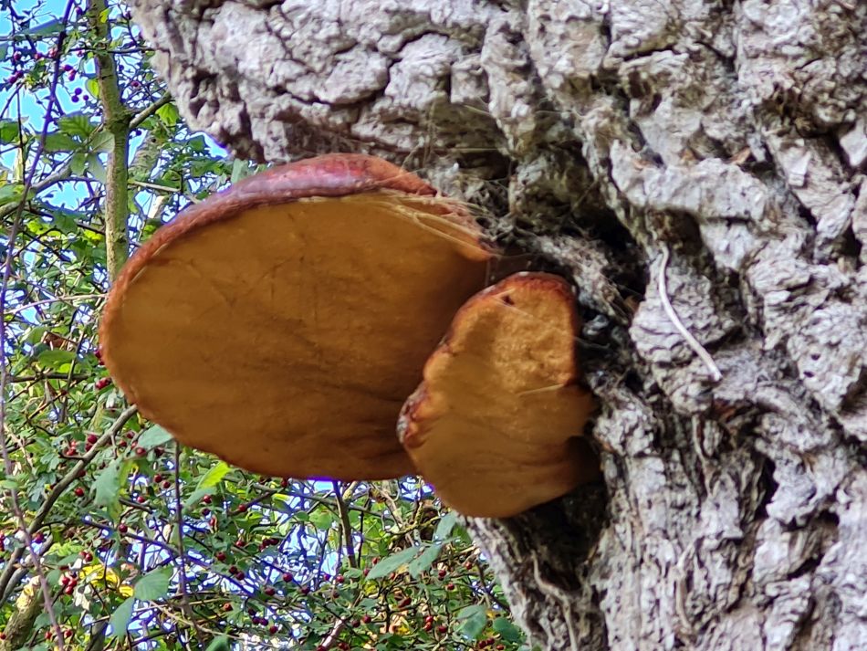 2023-10-15 27 Frostenden and Uggeshall.jpg