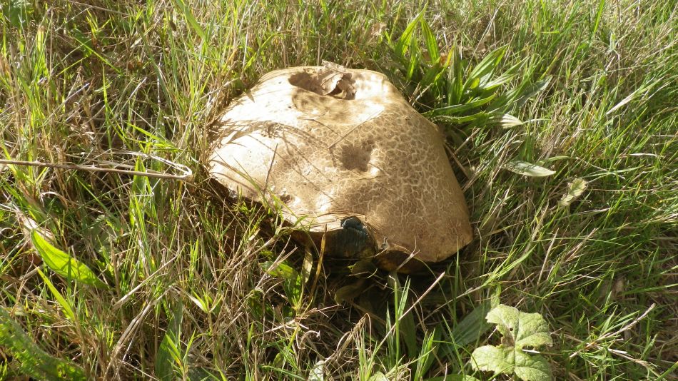 2016-09-25 10 Loddon to Beccles.jpg