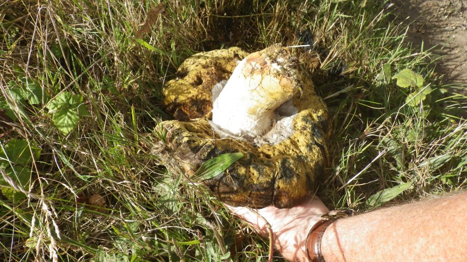 2016-09-25 11 Loddon to Beccles.jpg