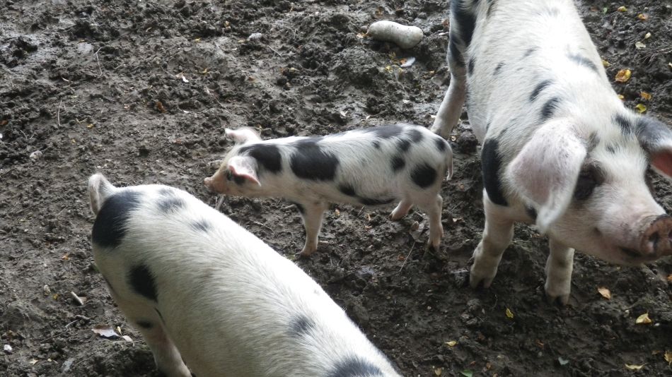 2016-09-25 16 Loddon to Beccles.jpg