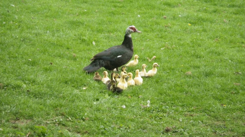 2016-09-25 17 Loddon to Beccles.jpg