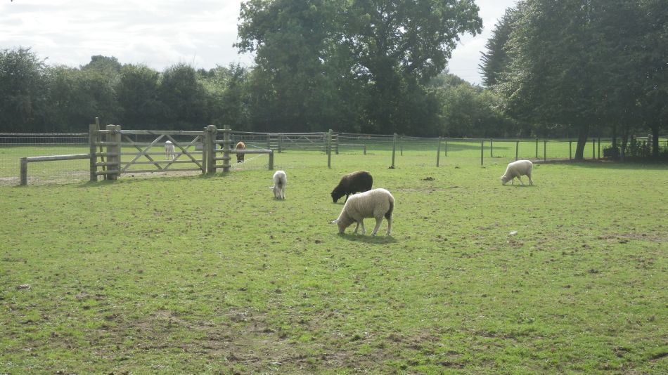 2016-09-25 18 Loddon to Beccles.jpg