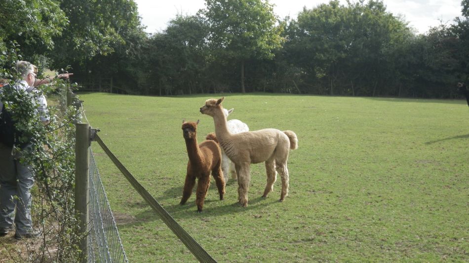 2016-09-25 19 Loddon to Beccles.jpg