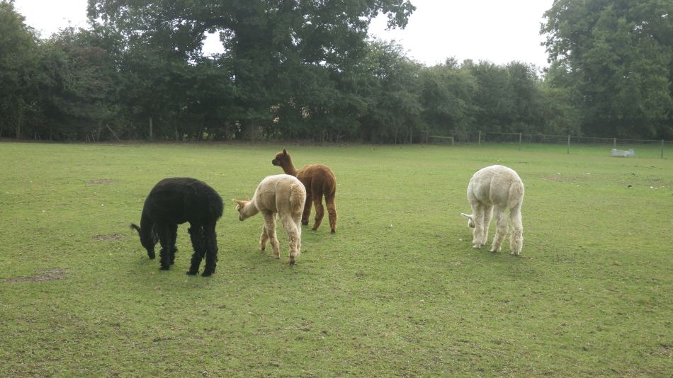 2016-09-25 20 Loddon to Beccles.jpg