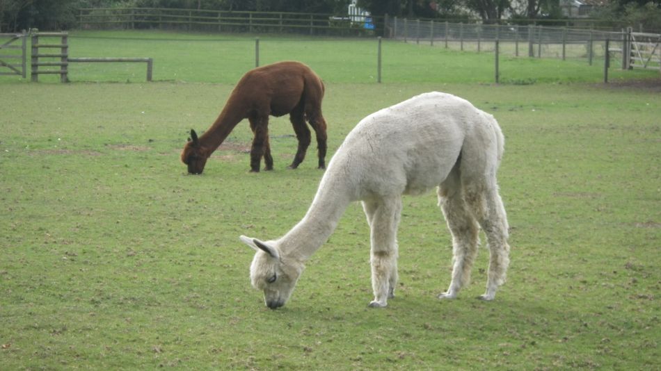 2016-09-25 21 Loddon to Beccles.jpg