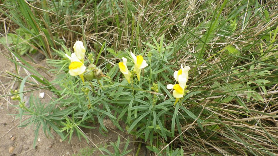 2016-09-25 22 Loddon to Beccles.jpg