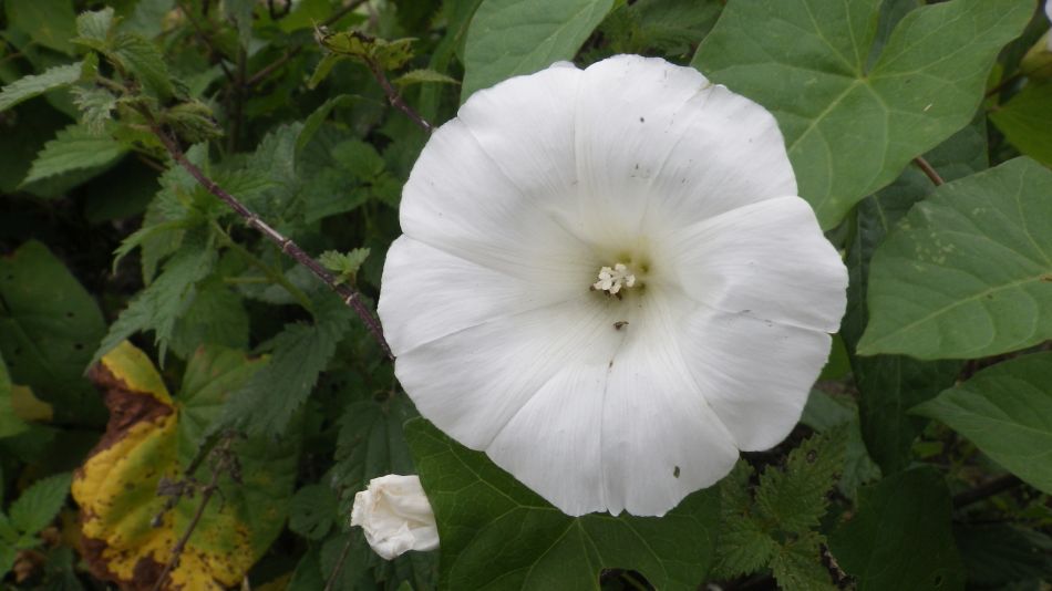 2016-09-25 26 Loddon to Beccles.jpg