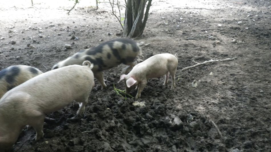 2017-06-04 18 Loddon to Beccles.jpg