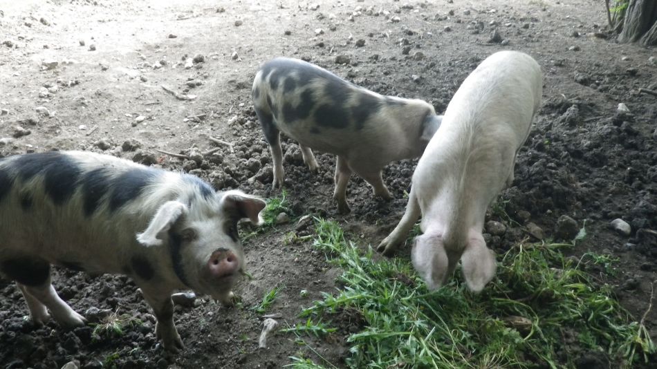 2017-06-04 19 Loddon to Beccles.jpg