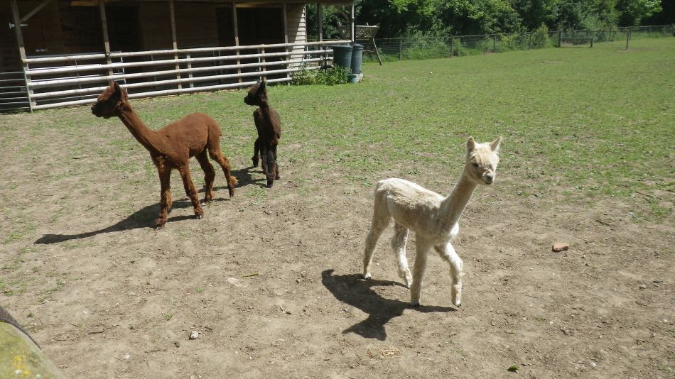 2017-06-04 20 Loddon to Beccles.jpg