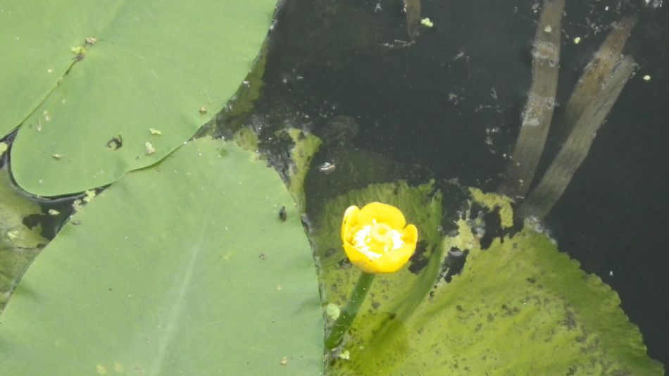 2017-06-04 28 Loddon to Beccles.jpg