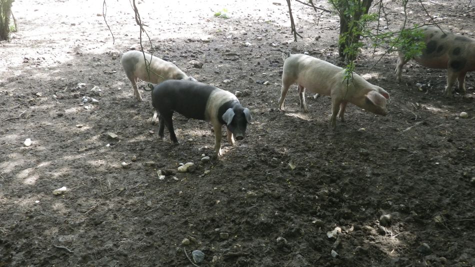 2019-07-21 10 Loddon to Beccles 10.jpg