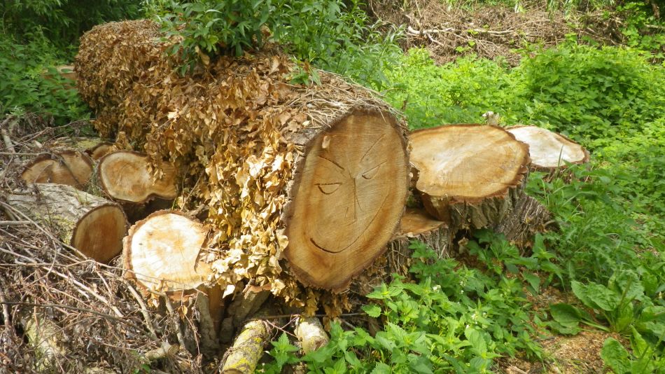 2019-07-21 13 Loddon to Beccles 10.jpg